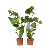 Gatenplant - Set van 2 - Monstera deliciosa - Hoogte 50-60cm - ⌀17cm