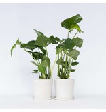 Gatenplant - Set van 2 - Monstera deliciosa - Hoogte 50-60cm - ⌀17cm