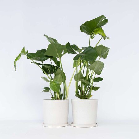 Gatenplant - Set van 2 - Monstera deliciosa - Hoogte 50-60cm - ⌀17cm