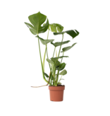 Gatenplant - Monstera deliciosa - Hoogte 50-60cm - ⌀17cm