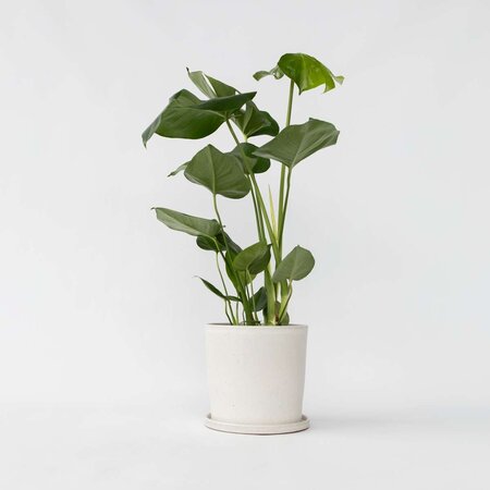 Gatenplant - Monstera deliciosa - Hoogte 50-60cm - ⌀17cm