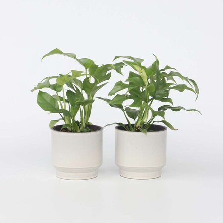 Monstera Minima - Set van 2 - Rhaphidophora tetrasperma - Hoogte 20-30cm - ⌀12cm