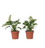 Apenmasker - Set van 2 - Monstera 'Monkey Mask' - Hoogte 25-30cm - ⌀12cm