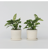 Apenmasker - Set van 2 - Monstera 'Monkey Mask' - Hoogte 25-30cm - ⌀12cm