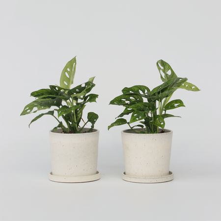 Apenmasker - Set van 2 - Monstera 'Monkey Mask' - Hoogte 25-30cm - ⌀12cm