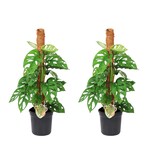 Gatenplant - Set van 2 - Monstera 'Monkey Mask' - Hoogte 60-70cm - ⌀16cm