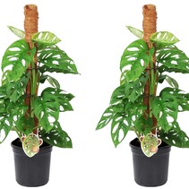 Gatenplant - Set van 2 - Monstera 'Monkey Mask' - Hoogte 60-70cm - ⌀16cm