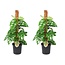 Gatenplant - Set van 2 - Monstera 'Monkey Mask' - Hoogte 60-70cm - ⌀16cm
