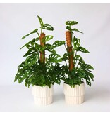 Gatenplant - Set van 2 - Monstera 'Monkey Mask' - Hoogte 60-70cm - ⌀16cm