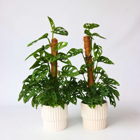 Gatenplant - Set van 2 - Monstera 'Monkey Mask' - Hoogte 60-70cm - ⌀16cm