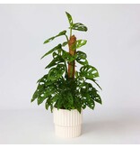 Gatenplant - Monstera adansonii 'Monkey Mask' - Hoogte 60-70cm - ⌀16cm
