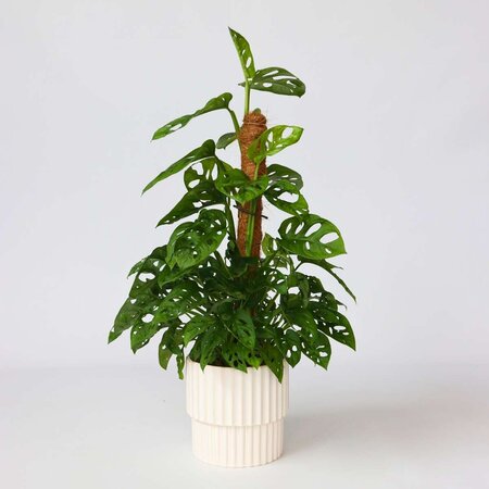 Gatenplant - Monstera adansonii 'Monkey Mask' - Hoogte 60-70cm - ⌀16cm