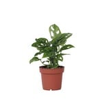 Apenmasker - Monstera adansonii 'Monkey Mask' - Hoogte 25-30cm - ⌀12cm