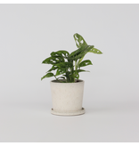 Apenmasker - Monstera adansonii 'Monkey Mask' - Hoogte 25-30cm - ⌀12cm