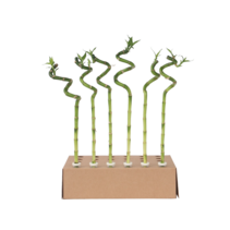 Geluksbamboe - Set van 12 - Dracaena sanderiana - Hoogte 40-50cm - ⌀2cm