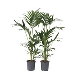 Kentiapalm - Set van 2 - Howea forsteriana - Hoogte 90-100cm - ⌀18cm