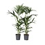 Kentiapalm - Set van 2 - Howea forsteriana - Hoogte 90-100cm - ⌀18cm