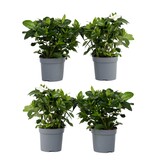 Kaapse jasmijn - Set van 4 - Gardenia jasminoides - Hoogte 20-30cm - ⌀13cm