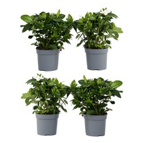 Kaapse jasmijn - Set van 4 - Gardenia jasminoides - Hoogte 20-30cm - ⌀13cm