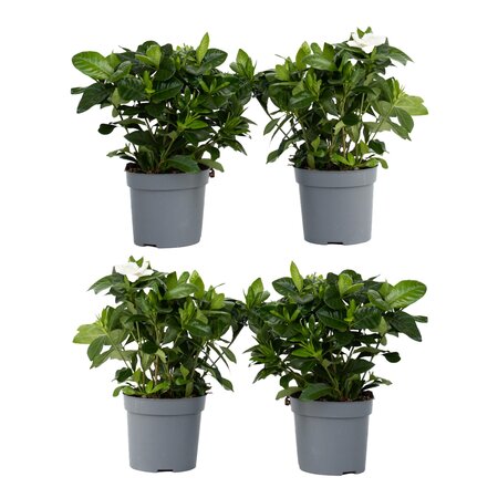 Kaapse jasmijn - Set van 4 - Gardenia jasminoides - Hoogte 20-30cm - ⌀13cm