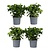 Kaapse jasmijn - Set van 4 - Gardenia jasminoides - Hoogte 20-30cm - ⌀13cm