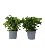 Kaapse jasmijn - Set van 2 - Gardenia jasminoides - Hoogte 20-30cm - ⌀13cm