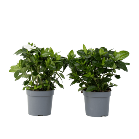 Kaapse jasmijn - Set van 2 - Gardenia jasminoides - Hoogte 20-30cm - ⌀13cm
