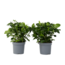 Kaapse jasmijn - Set van 2 - Gardenia jasminoides - Hoogte 20-30cm - ⌀13cm