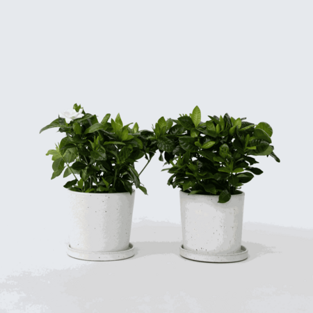 Kaapse jasmijn - Set van 2 - Gardenia jasminoides - Hoogte 20-30cm - ⌀13cm