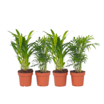 Kleine kamerpalmen - Set van 4 - Dypsis, Chamaedorea - Hoogte 25-40cm - ⌀12cm