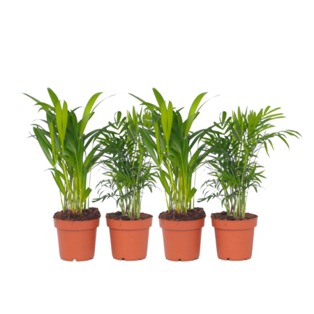 Kleine kamerpalmen - Set van 4 - Dypsis, Chamaedorea - Hoogte 25-40cm - ⌀12cm