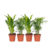 Kleine kamerpalmen - Set van 4 - Dypsis, Chamaedorea - Hoogte 25-40cm - ⌀12cm