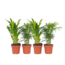 Kleine kamerpalmen - Set van 4 - Dypsis, Chamaedorea - Hoogte 25-40cm - ⌀12cm