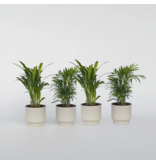 Kleine kamerpalmen - Set van 4 - Dypsis, Chamaedorea - Hoogte 25-40cm - ⌀12cm