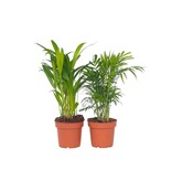Kleine kamerpalmen - Set van 2 - Dypsis, Chamaedorea - Hoogte 25-40cm - ⌀12cm