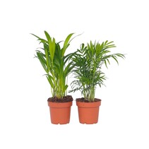 Kleine kamerpalmen - Set van 2 - Dypsis, Chamaedorea - Hoogte 25-40cm - ⌀12cm