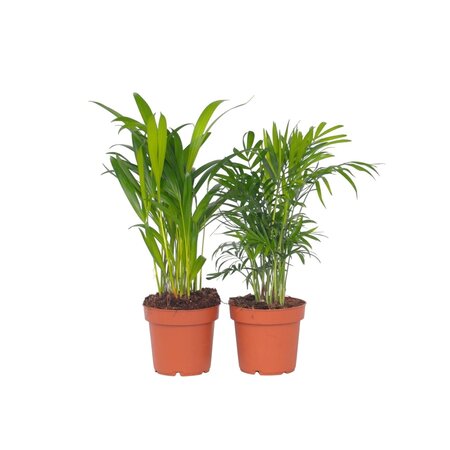 Kleine kamerpalmen - Set van 2 - Dypsis, Chamaedorea - Hoogte 25-40cm - ⌀12cm