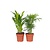 Kleine kamerpalmen - Set van 2 - Dypsis, Chamaedorea - Hoogte 25-40cm - ⌀12cm