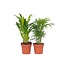 Kleine kamerpalmen - Set van 2 - Dypsis, Chamaedorea - Hoogte 25-40cm - ⌀12cm