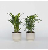 Kleine kamerpalmen - Set van 2 - Dypsis, Chamaedorea - Hoogte 25-40cm - ⌀12cm