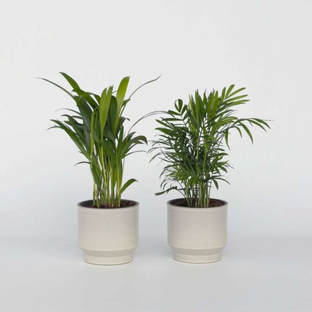 Kleine kamerpalmen - Set van 2 - Dypsis, Chamaedorea - Hoogte 25-40cm - ⌀12cm