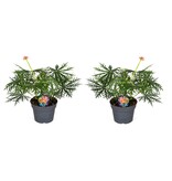 Koraalplant - Set van 2 - Jatropha multifida - Hoogte 40-50cm - ⌀17cm