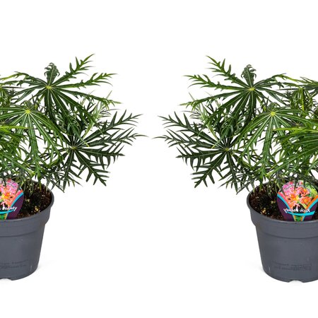 Koraalplant - Set van 2 - Jatropha multifida - Hoogte 40-50cm - ⌀17cm