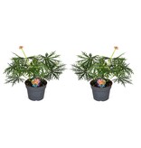 Koraalplant - Set van 2 - Jatropha multifida - Hoogte 40-50cm - ⌀17cm