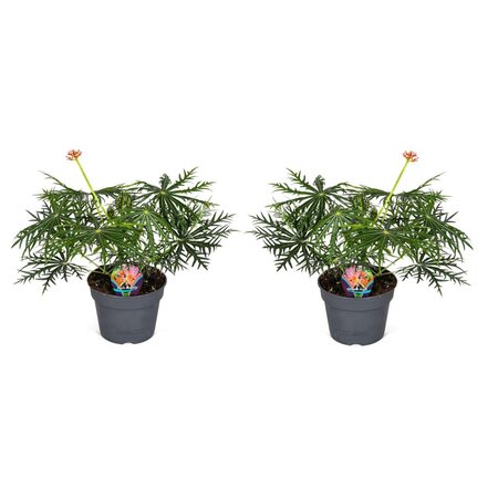 Koraalplant - Set van 2 - Jatropha multifida - Hoogte 40-50cm - ⌀17cm