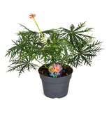 Koraalplant - Jatropha multifida - Hoogte 40-50cm - ⌀17cm