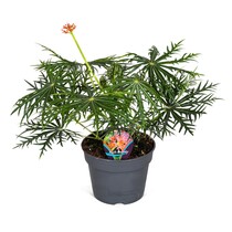 Koraalplant - Jatropha multifida - Hoogte 40-50cm - ⌀17cm