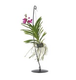 Roze Orchidee met standaard - Vanda 'Pink' - Hoogte 45-55cm