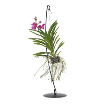 Roze Orchidee met standaard - Vanda 'Pink' - Hoogte 45-55cm