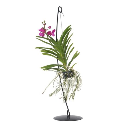 Roze Orchidee met standaard - Vanda 'Pink' - Hoogte 45-55cm